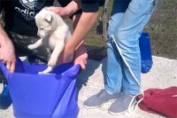 Адские будни криминальной Украины